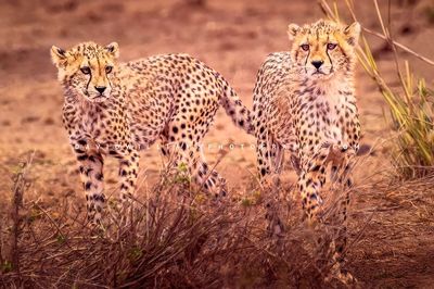 Cheetah-GP_NZ95392
