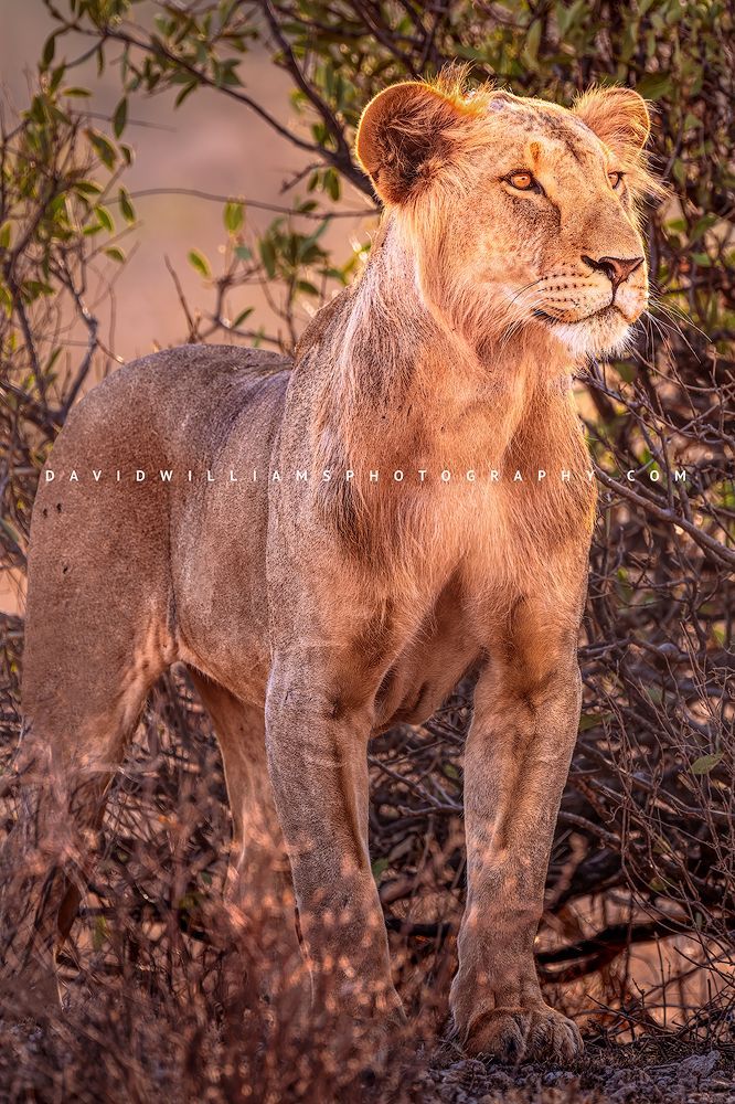 Lion S NZ90109