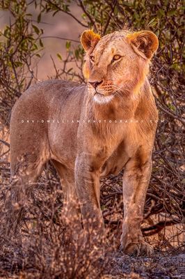 Lion S NZ90120