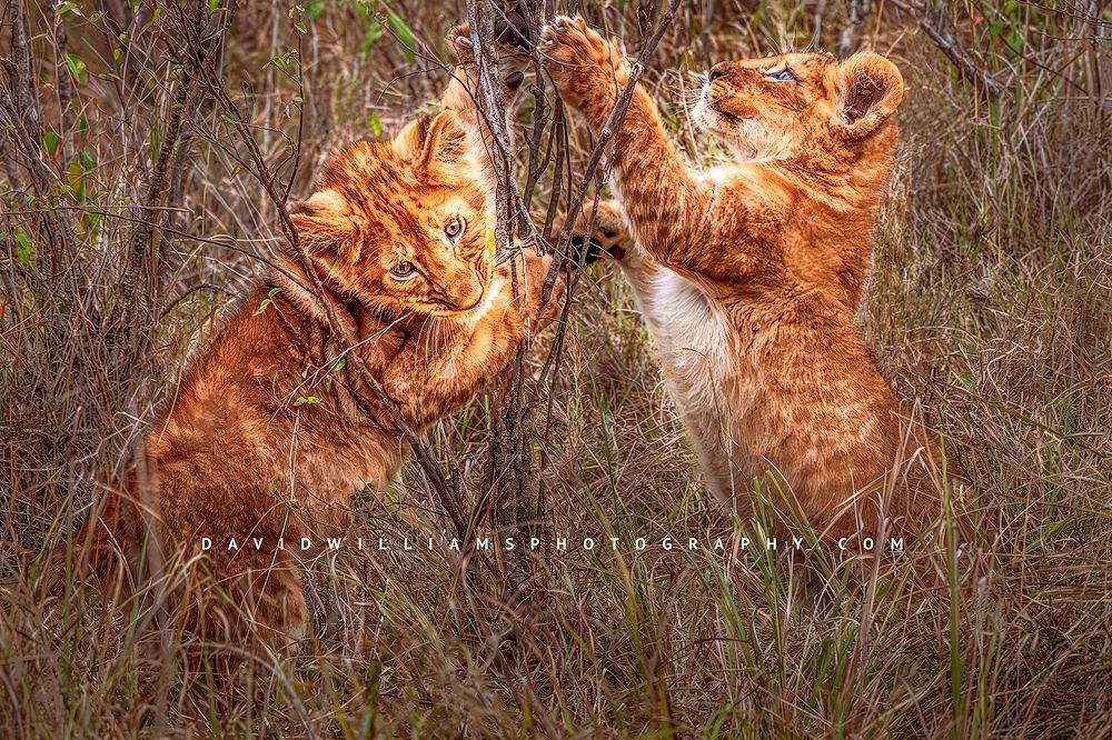 Lion-GP_BKT9827