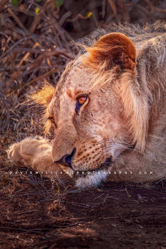 Lion S NZ90303