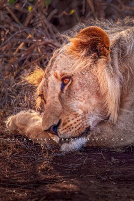 Lion S NZ90303