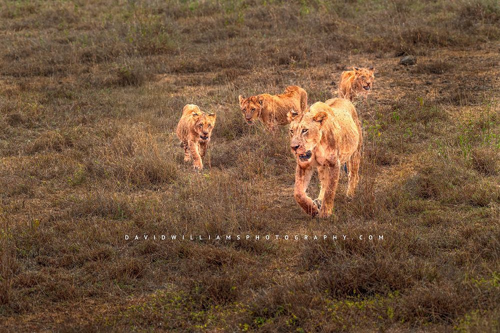 Lion-GP_NZ94850