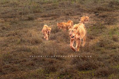 Lion-GP_NZ94850
