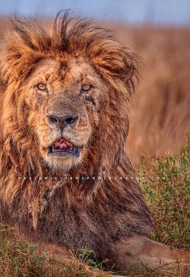 Lion-S_BKT0755