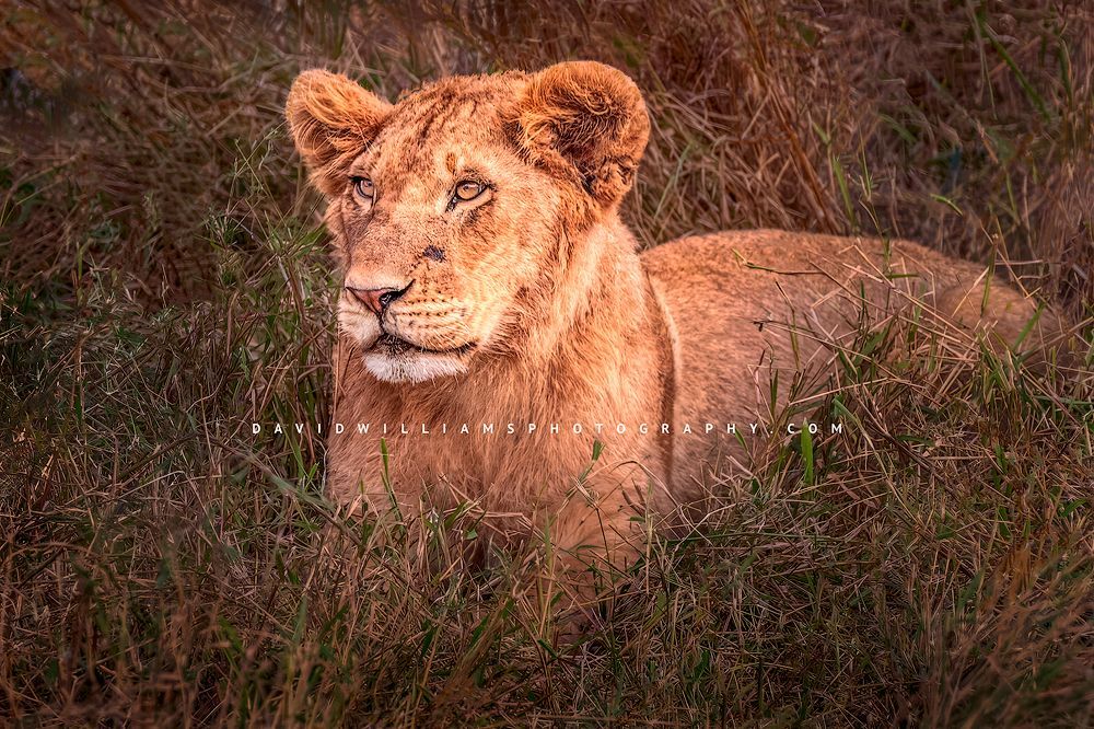 Lion-S_BKT3352