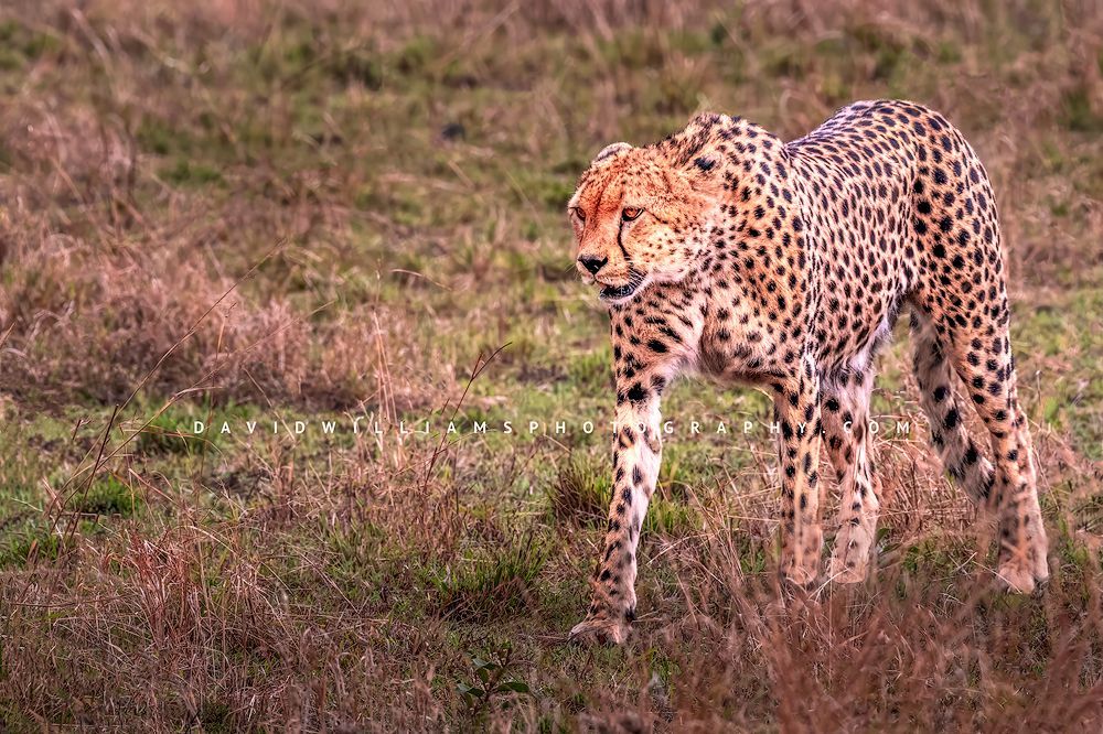 Cheetah-S_BKT9102