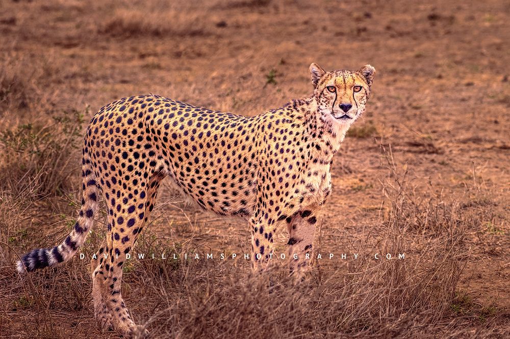 Cheetah-S_NZ95435
