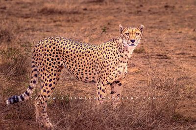 Cheetah-S_NZ95435