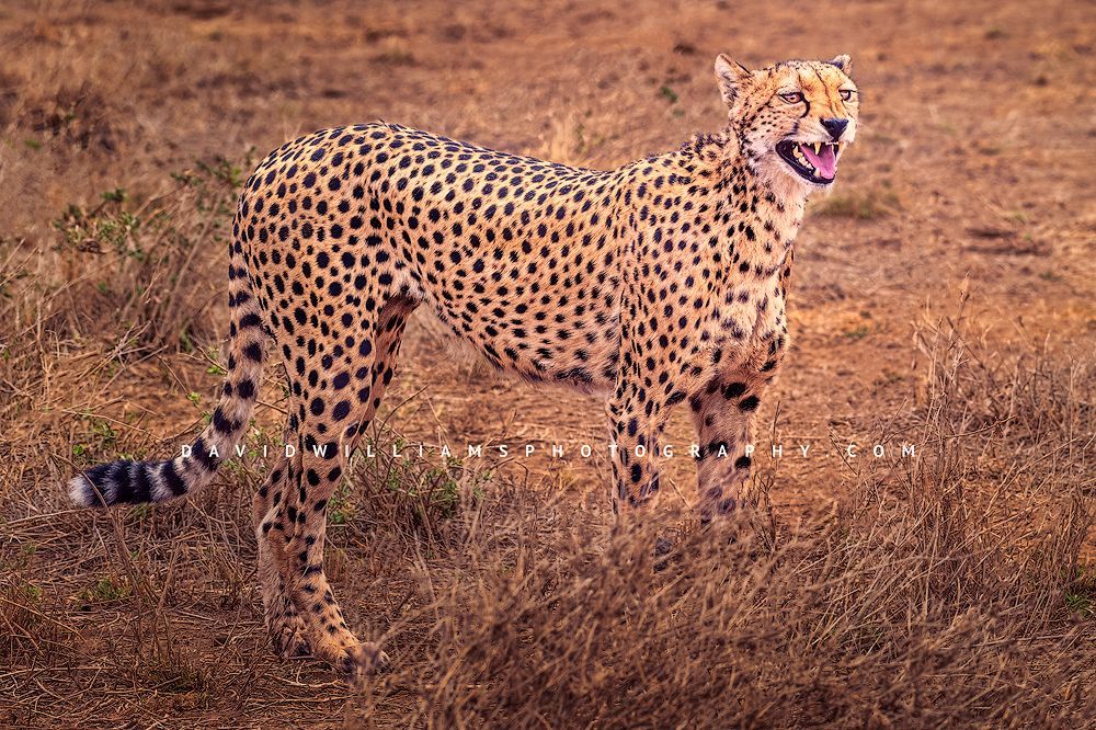 Cheetah-S_NZ95437