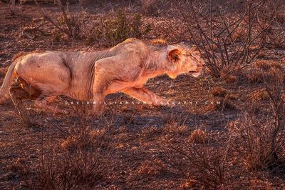 Lion S NZ90176