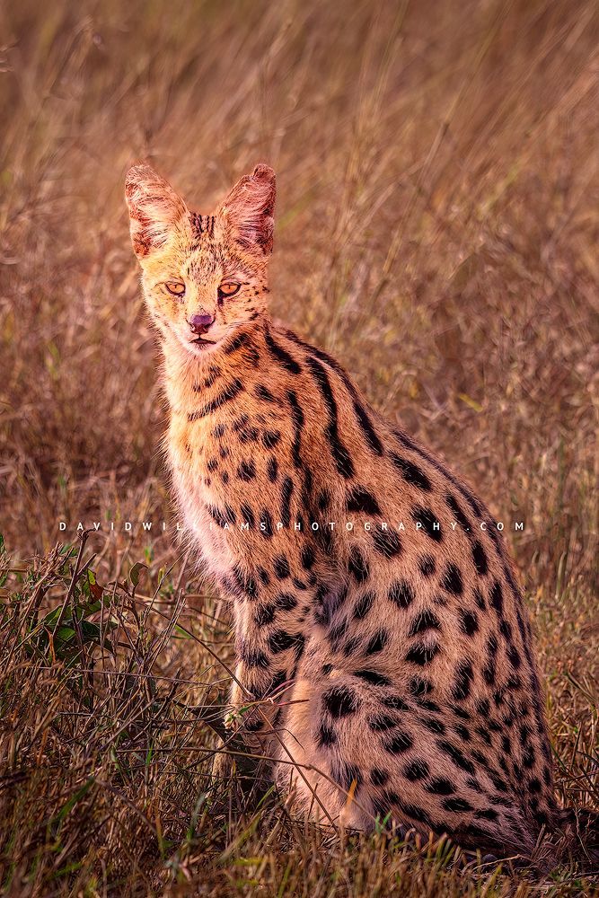 Serval-S_BKT8477