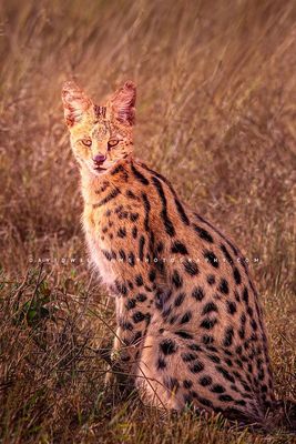 Serval-S_BKT8477