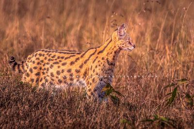 Serval-S_BKT8339
