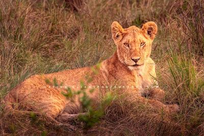 Lion S BKT3369