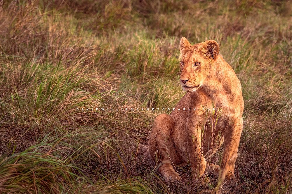 Lion-S_BKT3346