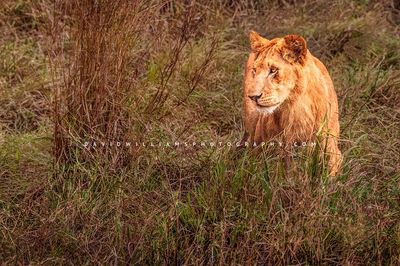 Lion-S_BKT3409