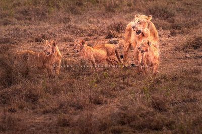 Lion-GP_NZ94836