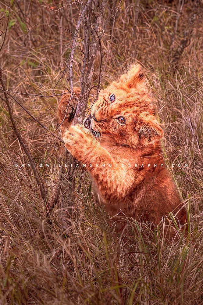 Lion-S_BKT9807