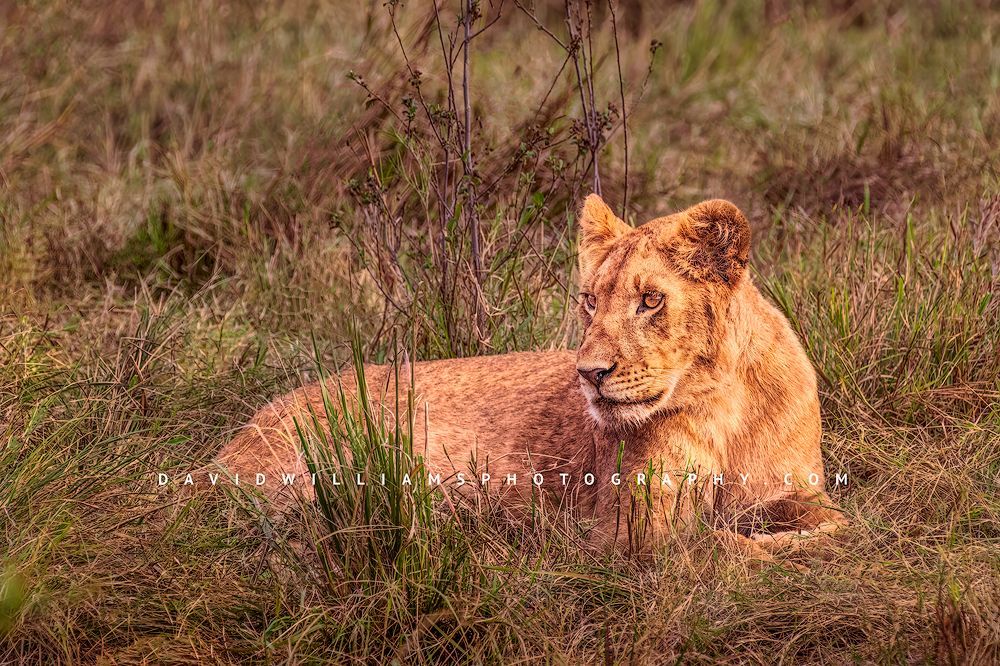 Lion-S_BKT3391