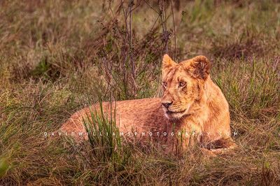 Lion-S_BKT3391