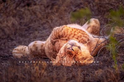 Lion S NZ99432