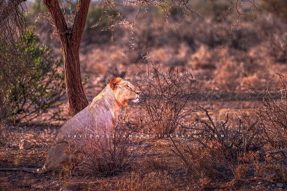 Lion S NZ90154
