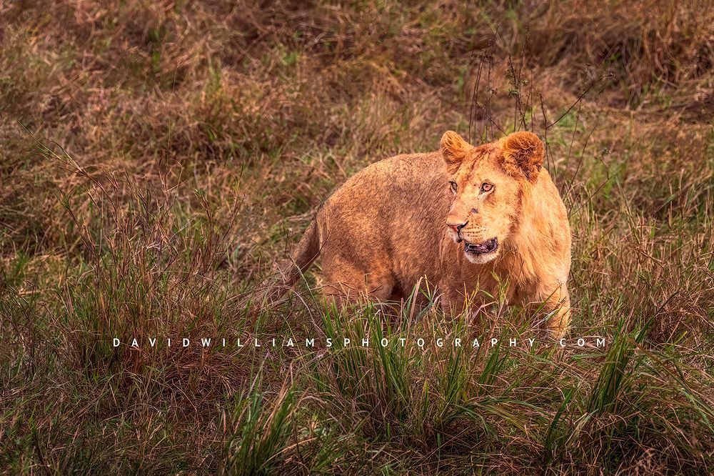 Lions-S_BKT3385