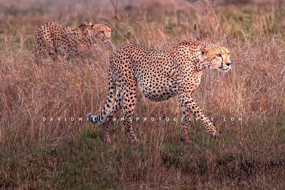 Cheetah-GP_BKT7987