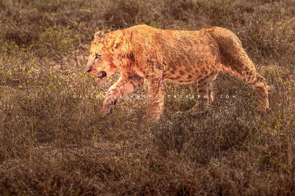 Lion_NZ94860