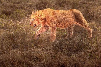 Lion_NZ94860