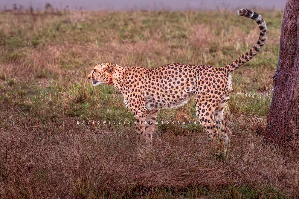 Cheetah-S_BKT8077B