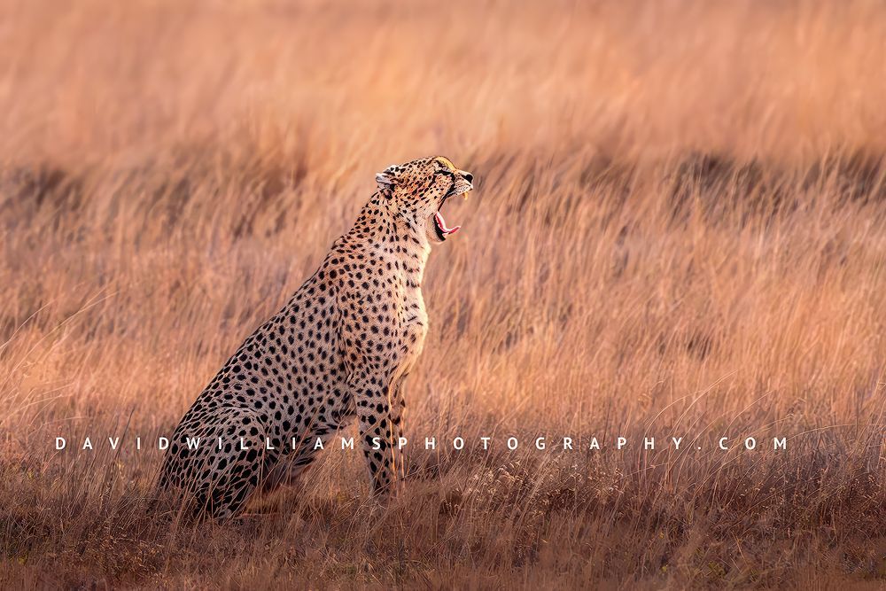 Cheetah_D855165