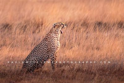Cheetah_D855165