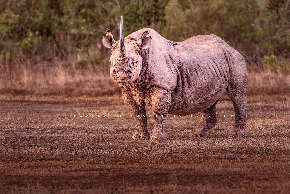 Black-Rhino_D856163