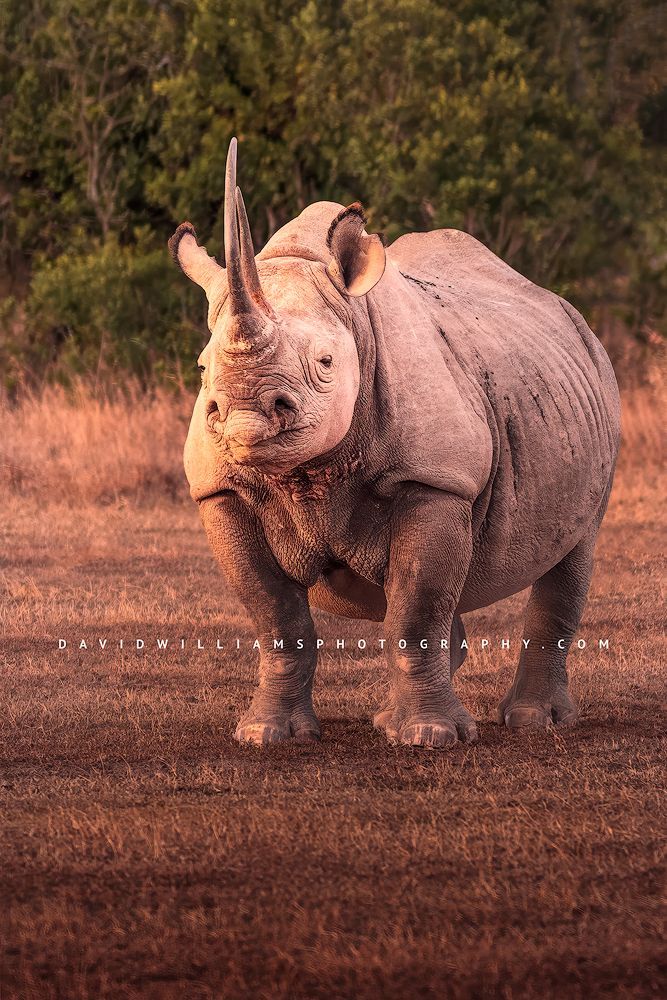Black-Rhino_BKT6154