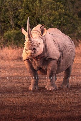Black-Rhino_BKT6154