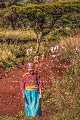 African Sheepherd Girl NZ92127