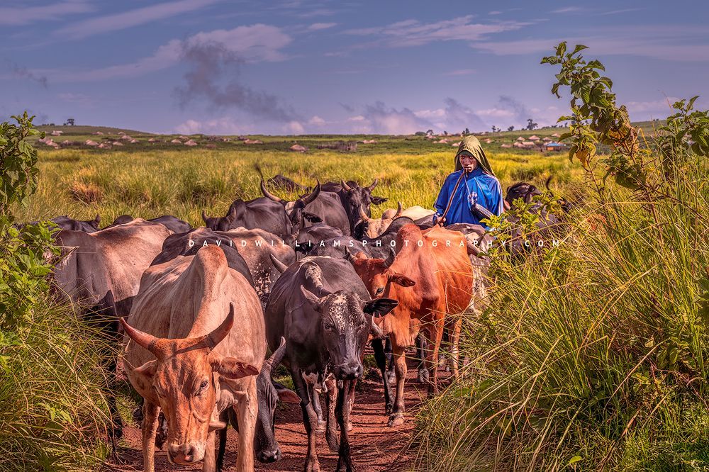 African Cattleman NZ92111