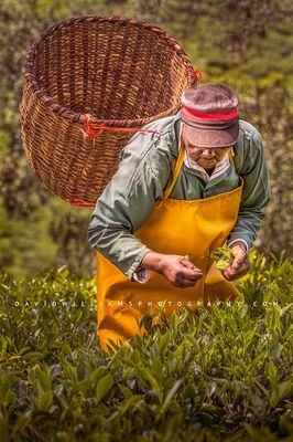 Tea Farmer NZ98434
