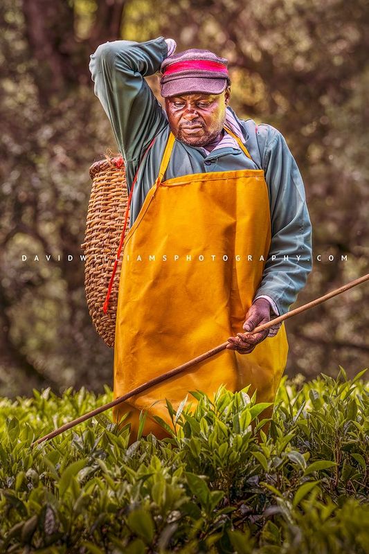 Tea Farmer NZ98436