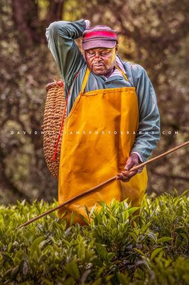 Tea Farmer NZ98436