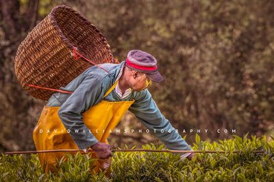 Tea Farmer NZ98439