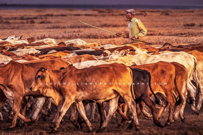 Maasai S NZ99725
