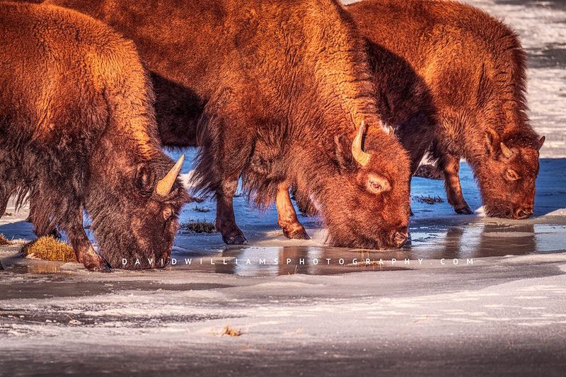 American Bison GP NZ96930