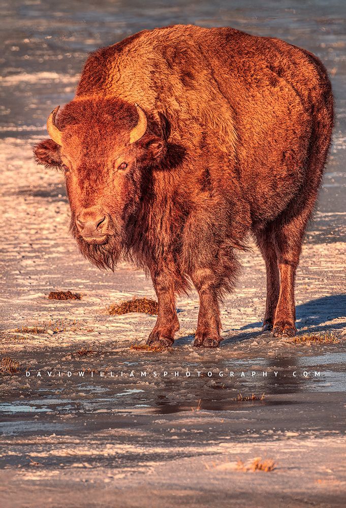 American Bison S 0Z81534