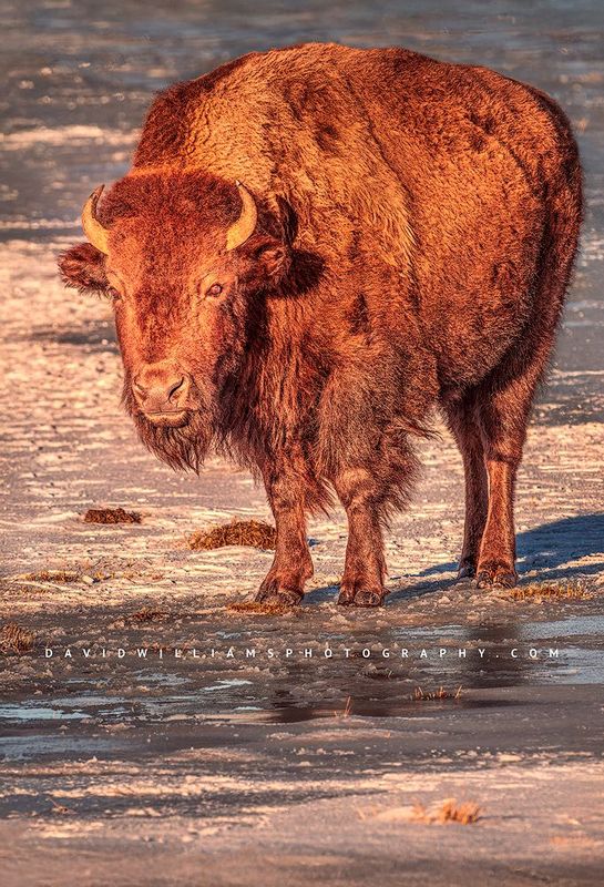 American Bison S 0Z81534