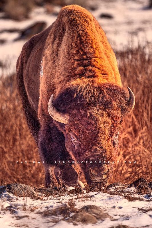 American Bison S NZ96763