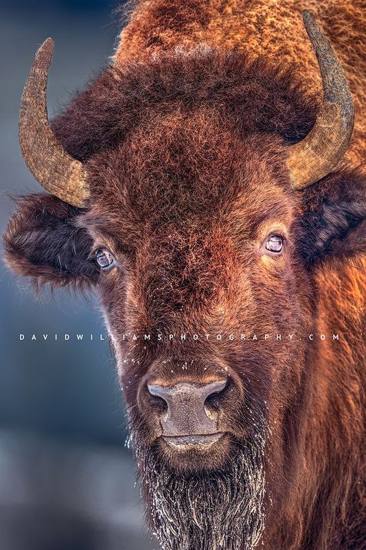 American Bison S NZ96460