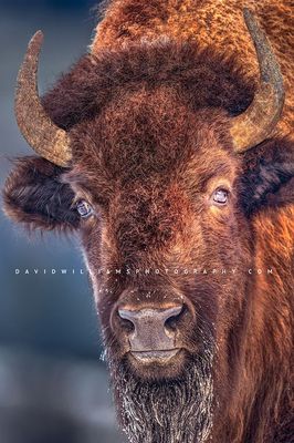 American Bison S NZ96460
